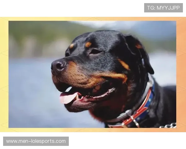 世界足球球星与爱犬亲密合照排名揭晓 前十名最宠爱犬种曝光